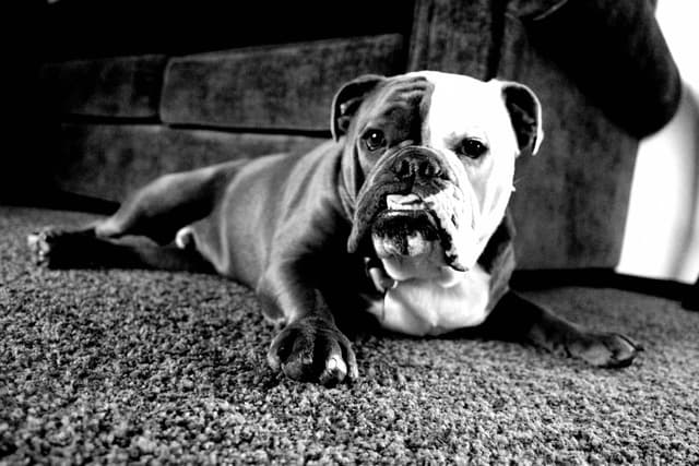 selfie of a bulldog named buddha